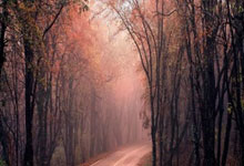 南美洲篮球联赛揭晓年度最佳球员称号